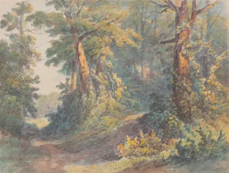 Paysage forestier